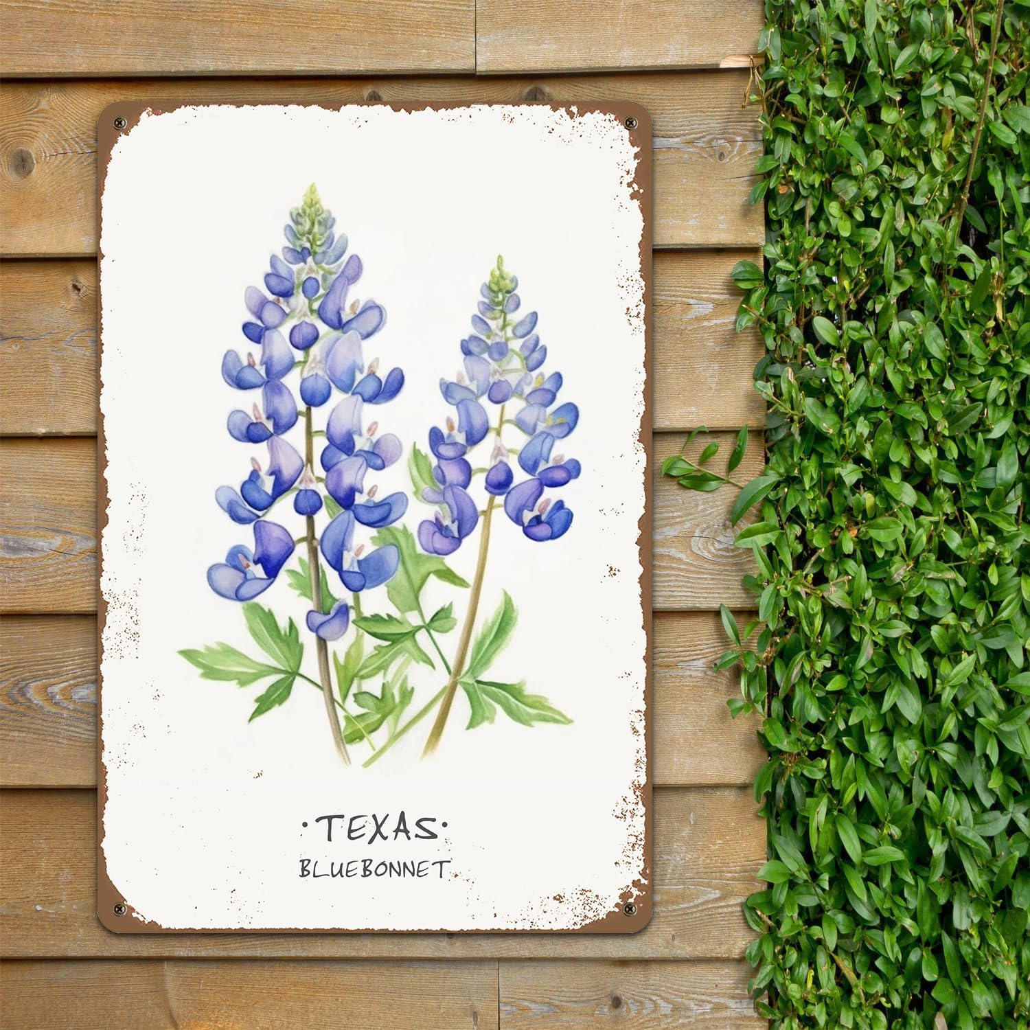 ALREAR Texas Bluebonnet Wall Art Decor 12x8 Inch